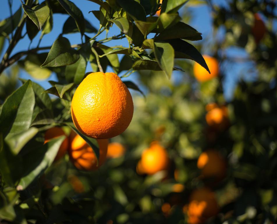 Casita Naranja Alora